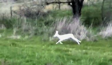 Ημαθία: Σπάνια αλμπίνο ζαρκάδια καταγράφηκαν από αγρότη – Δείτε βίντεο