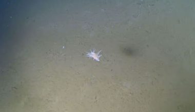 Το παράξενο πλάσμα που εντοπίστηκε σε βάθος περίπου 30.000 ποδιών στην Τάφρο Ριούκιου (φωτο)