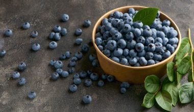 Μύρτιλα: Γιατί θεωρούνται «υπερτροφή» – Τα πολλαπλά οφέλη που έχουν για την υγεία