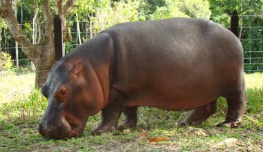 Κολομβία: Διχασμένη για την αποφασισμένη & αναγκαία θανάτωση 80 αθώων ιπποπόταμων πριν γίνουν… 500 μέχρι το 2030