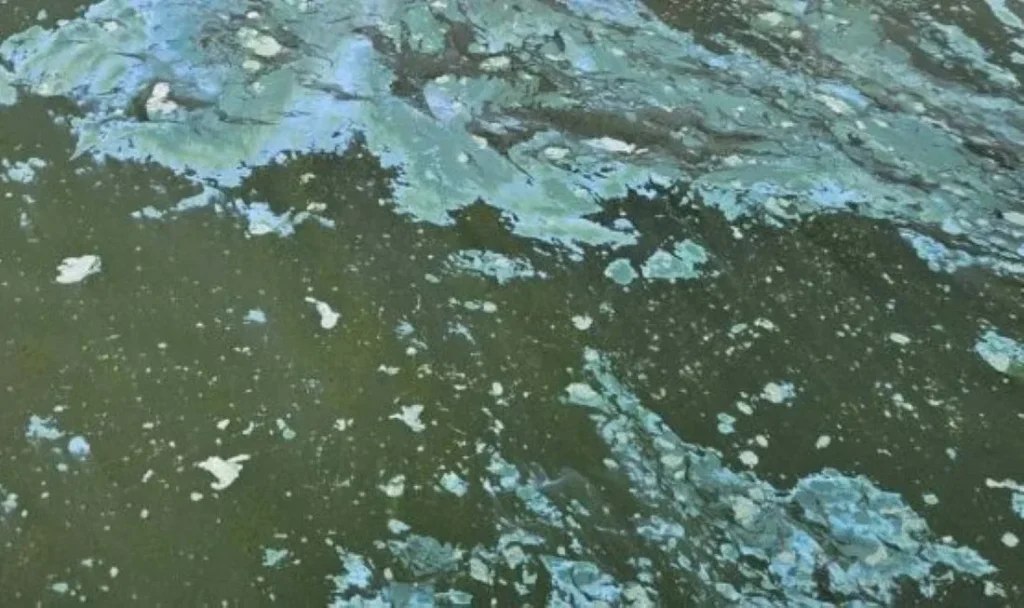 Κοζάνη: Ο έντονος αφρός στη Λίμνη Πολυφύτου προκάλεσε αναστάτωση στους αλιείς – Τι εκτιμούν οι ειδικοί