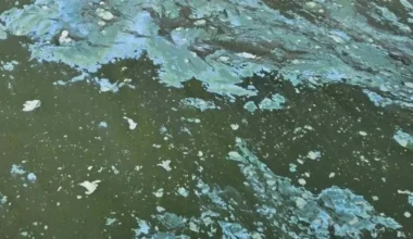 Κοζάνη: Ο έντονος αφρός στη Λίμνη Πολυφύτου προκάλεσε αναστάτωση στους αλιείς – Τι εκτιμούν οι ειδικοί