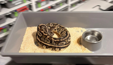 Πολωνία: Εντοπίστηκαν 148 βασιλικοί πύθωνες μέσα σε διαμέρισμα (φώτο)