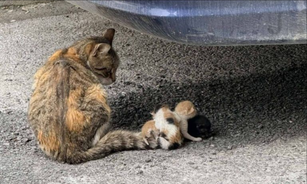 Αποτρόπαιο περιστατικό στον Βόλο: Ασυνείδητοι έδεσαν στην ουρά μιας αδέσποτης γάτας τα νεογνά της! (βίντεο)