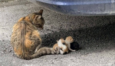 Αποτρόπαιο περιστατικό στον Βόλο: Ασυνείδητοι έδεσαν στην ουρά μιας αδέσποτης γάτας τα νεογνά της! (βίντεο)