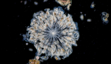 Μικροοργανισμός που ήταν παγωμένος για 24.000 χρόνια στη Σιβηρία «ξύπνησε» και άρχισε να αναπαράγεται