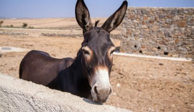 Στην Αργεντινή καταφεύγουν στο κρέας γαϊδάρου εν μέσω οικονομικής κρίσης