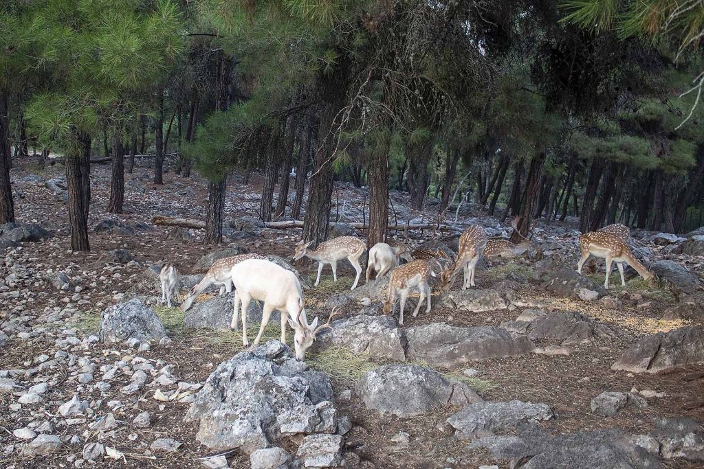 Απόδραση ελαφιών στην Ηλεία: Κοπάδι 20 άγριων θηλαστικών προκάλεσε τροχαία στον Πύργο