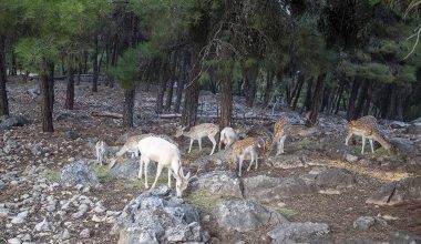 Απόδραση ελαφιών στην Ηλεία: Κοπάδι 20 άγριων θηλαστικών προκάλεσε τροχαία στον Πύργο