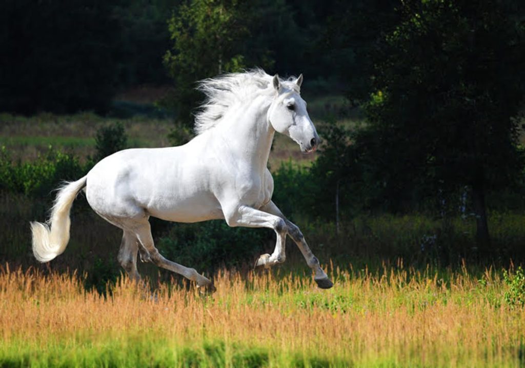 Ο Σεΐχης του Άμπου Ντάμπι πλήρωσε περίπου 10 εκατ. δολάρια για να αποκτήσει ένα ολόλευκο καθαρόαιμο άλογο (βίντεο)