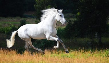 Ο Σεΐχης του Άμπου Ντάμπι πλήρωσε περίπου 10 εκατ. δολάρια για να αποκτήσει ένα ολόλευκο καθαρόαιμο άλογο (βίντεο)