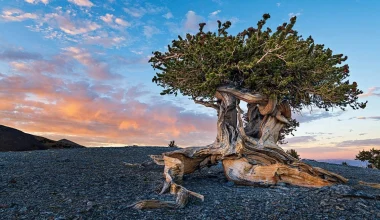  Το δέντρο που έγραφε την ιστορία του πλανήτη και κόπηκε από τους επιστήμονες