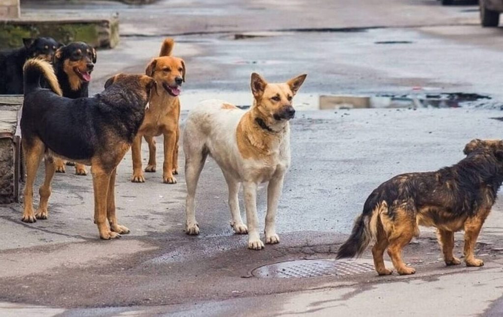 Αποτρόπαια πράξη στην Χαλκιδική: Oμαδική θανάτωση 21 σκυλιών με δηλητηριασμένα δολώματα – Δείτε φωτογραφία