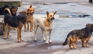 Αποτρόπαια πράξη στην Χαλκιδική: Oμαδική θανάτωση 21 σκυλιών με δηλητηριασμένα δολώματα – Δείτε φωτογραφία