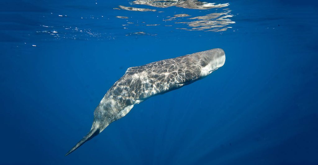 Νέα μελέτη για τις φάλαινες φυσητήρες: Επικοινωνούν με τρόπο που μοιάζει με την ανθρώπινη ομιλία!