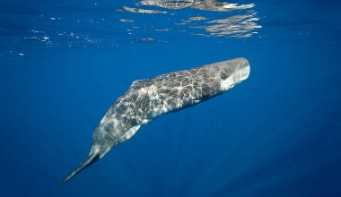 Νέα μελέτη για τις φάλαινες φυσητήρες: Επικοινωνούν με τρόπο που μοιάζει με την ανθρώπινη ομιλία!