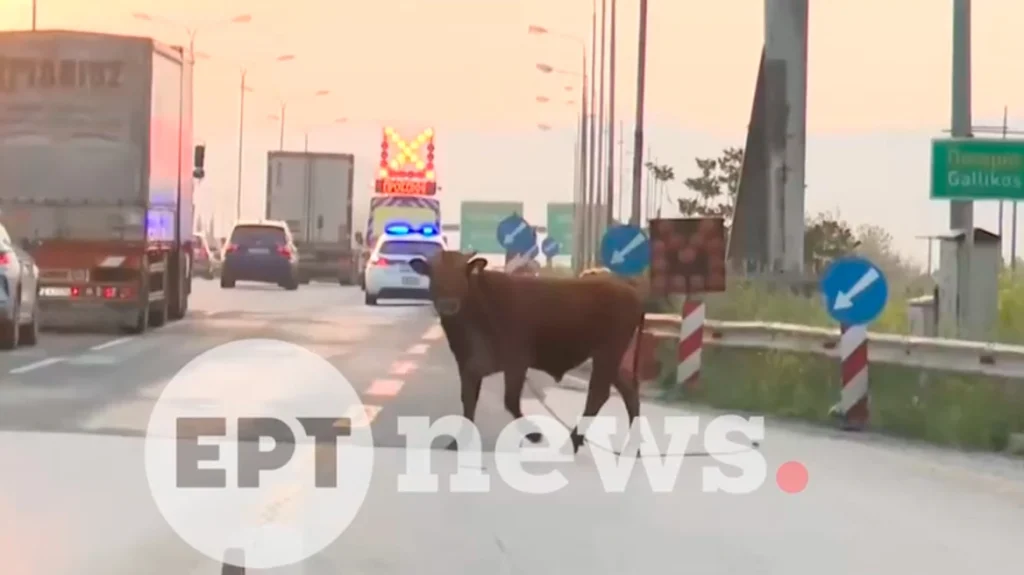 Θεσσαλονίκη: Αγελάδα έκανε «βόλτες» στην εθνική οδό προκαλώντας κυκλοφοριακό κομφούζιο (βίντεο)