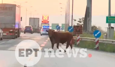 Θεσσαλονίκη: Αγελάδα έκανε «βόλτες» στην εθνική οδό προκαλώντας κυκλοφοριακό κομφούζιο (βίντεο)