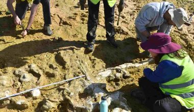 Καταιγίδες στην Πορτογαλία «ξέθαψαν» φάλαινες 10 εκατ. ετών: Η ανακάλυψη που εξέπληξε τους ερευνητές