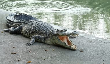 Κροκόδειλος βρέθηκε νεκρός μέσα σε κανάλι στη Γαλλία: Ήταν δεμένος με αλυσίδες και βαρίδια (βίντεο)