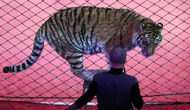 Πανικός σε τσίρκο στη Ρωσία: Η στιγμή που τίγρης περνά από το προστατευτικό δίχτυ κι κατευθύνεται προς τους θεατές!