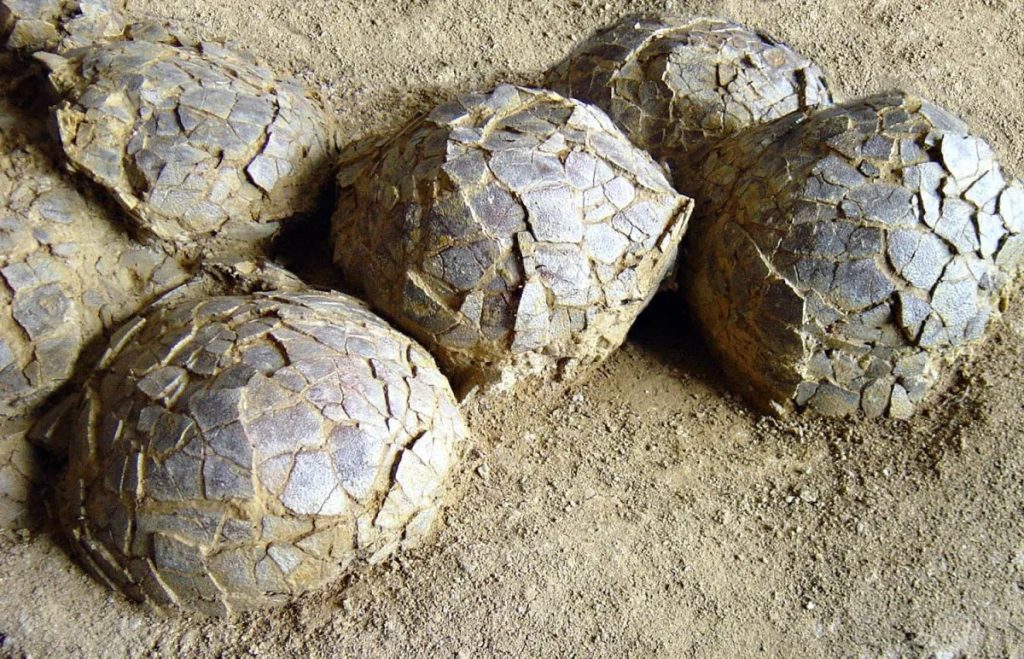 Ινδία: Ανακαλύφθηκαν 92 φωλιές δεινοσαύρων με συνολικά 256 αυγά