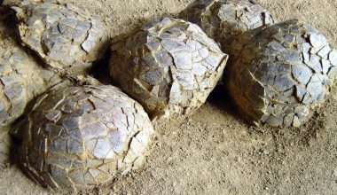 Ινδία: Ανακαλύφθηκαν 92 φωλιές δεινοσαύρων με συνολικά 256 αυγά