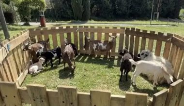 Συνέλαβαν στην Γαλλία Αφγανό «μετανάστη» που κακοποιούσε σεξουαλικά γίδες και αρνιά!