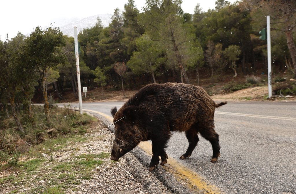 Δείτε βίντεο: Αγριογούρουνο εθεάθη ανενόχλητο στην Άνω Πόλη Θεσσαλονίκης μπροστά στα μάτια περαστικών