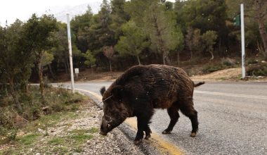 Δείτε βίντεο: Αγριογούρουνο εθεάθη ανενόχλητο στην Άνω Πόλη Θεσσαλονίκης μπροστά στα μάτια περαστικών