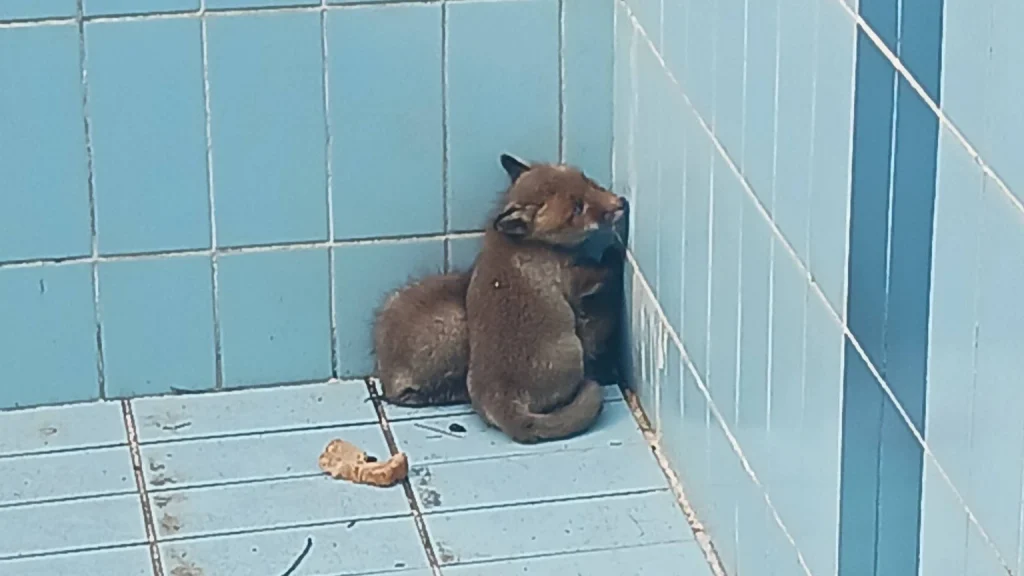 Επιχείρηση διάσωσης για δύο αλεπουδάκια στο Πανόραμα Θεσσαλονίκης – Δείτε βίντεο και φωτογραφίες