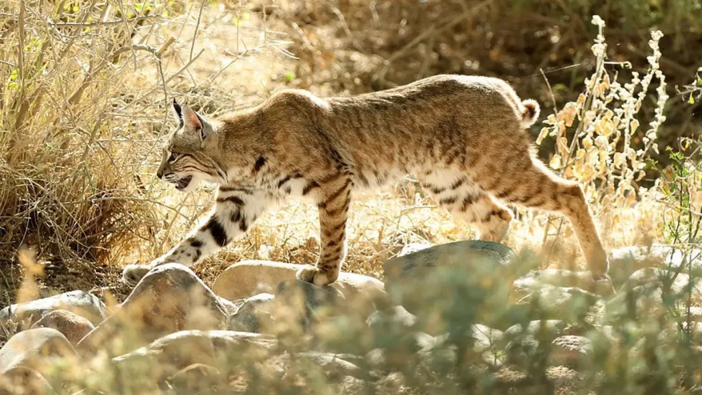 Έντρομος κυνηγός κατέγραψε την επίθεση που δέχθηκε από λύγκα στο Ουισκόνσιν – Δείτε βίντεο