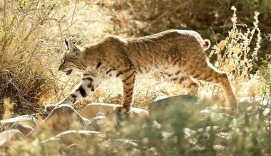 Έντρομος κυνηγός κατέγραψε την επίθεση που δέχθηκε από λύγκα στο Ουισκόνσιν – Δείτε βίντεο