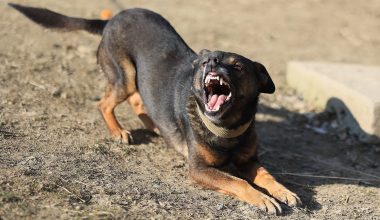 Τρόμος για 12χρονο στην Κρήτη: Δέχθηκε άγρια επίθεση από σκύλο ενώ περπατούσε (φώτο)