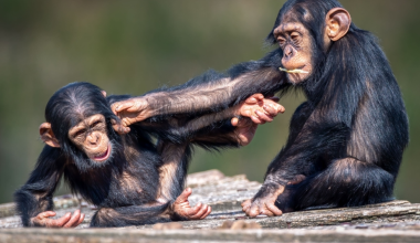 Ουγκάντα: Χιμπατζήδες τις ίδιας κοινότητας στράφηκαν ο ένας απέναντι στον άλλο – 24 έπεσαν νεκροί