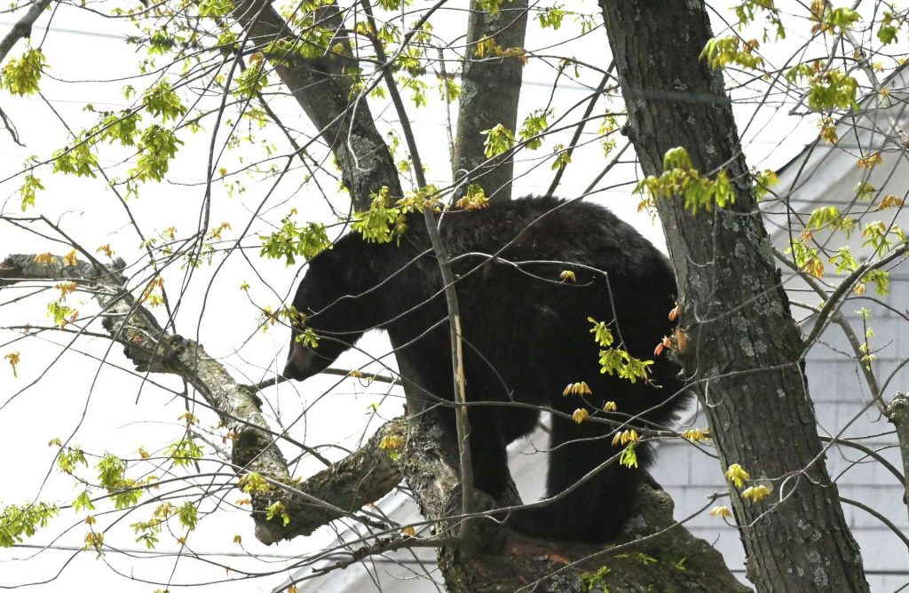 Βίντεο: Μαύρο αρκουδάκι ανέβηκε σε δέντρο στο Όλμπανι της Ν.Υόρκης και δεν έλεγε να κατέβει! – Πώς διασώθηκε