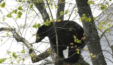 Βίντεο: Μαύρο αρκουδάκι ανέβηκε σε δέντρο στο Όλμπανι της Ν.Υόρκης και δεν έλεγε να κατέβει! – Πώς διασώθηκε