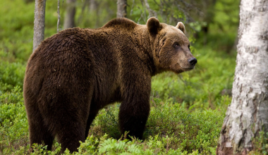 Βίντεο: Μεγάλη καφέ αρκούδα εθεάθη σε δάσος στην Πτολεμαΐδα