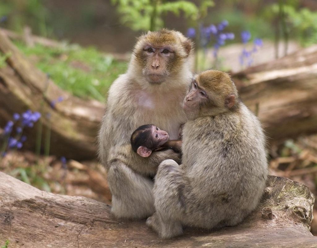 Γιβραλτάρ: Οι μαϊμούδες τρώνε χώμα για να αντιμετωπίσουν τις στομαχικές διαταραχές από τα σνακ των τουριστών