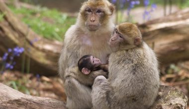 Γιβραλτάρ: Οι μαϊμούδες τρώνε χώμα για να αντιμετωπίσουν τις στομαχικές διαταραχές από τα σνακ των τουριστών