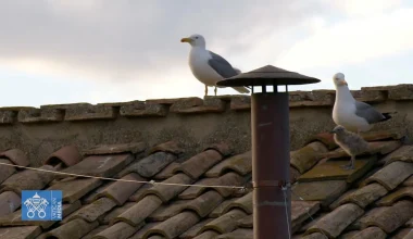 Δύο γλάροι έγιναν «κουβάρι» με αγκίστρια και πετονιές κι έπεσαν στο Βατικανό! – Η προσπάθεια διάσωσής τους