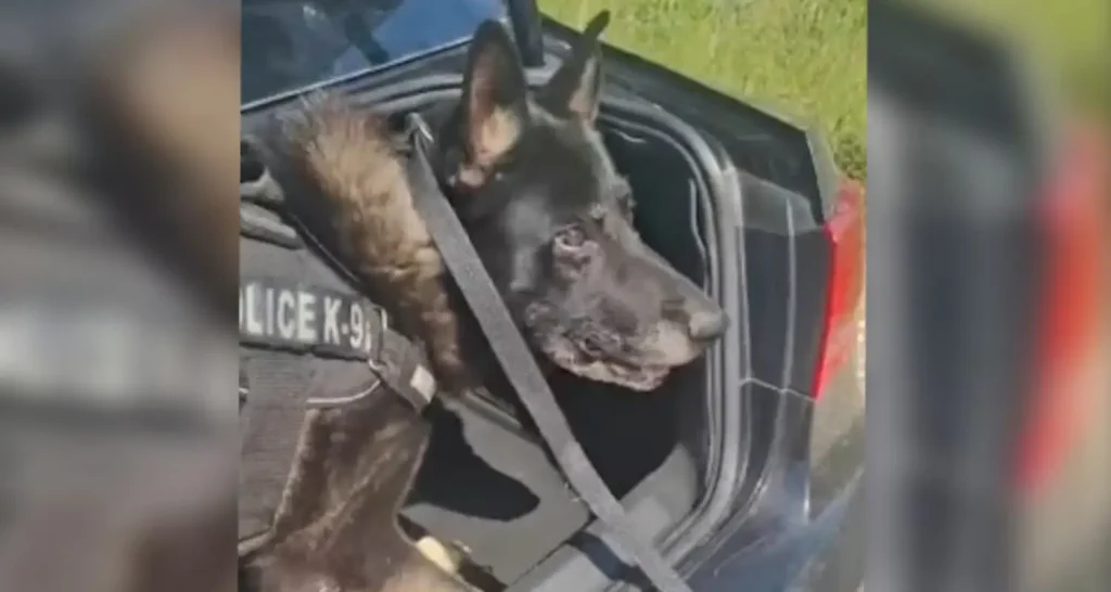 Βίντεο: Η στιγμή που σκύλος της ΕΛΑΣ εντοπίζει κοκαΐνη μέσα σε αυτοκίνητο αλλοδαπού