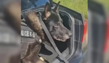 Βίντεο: Η στιγμή που σκύλος της ΕΛΑΣ εντοπίζει κοκαΐνη μέσα σε αυτοκίνητο αλλοδαπού