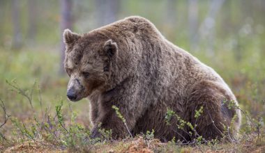 Βάλια Κάλντα: Η στιγμή που αρκούδα παίρνει στο κυνήγι λύκο για να προστατέψει το μικρό της (βίντεο)