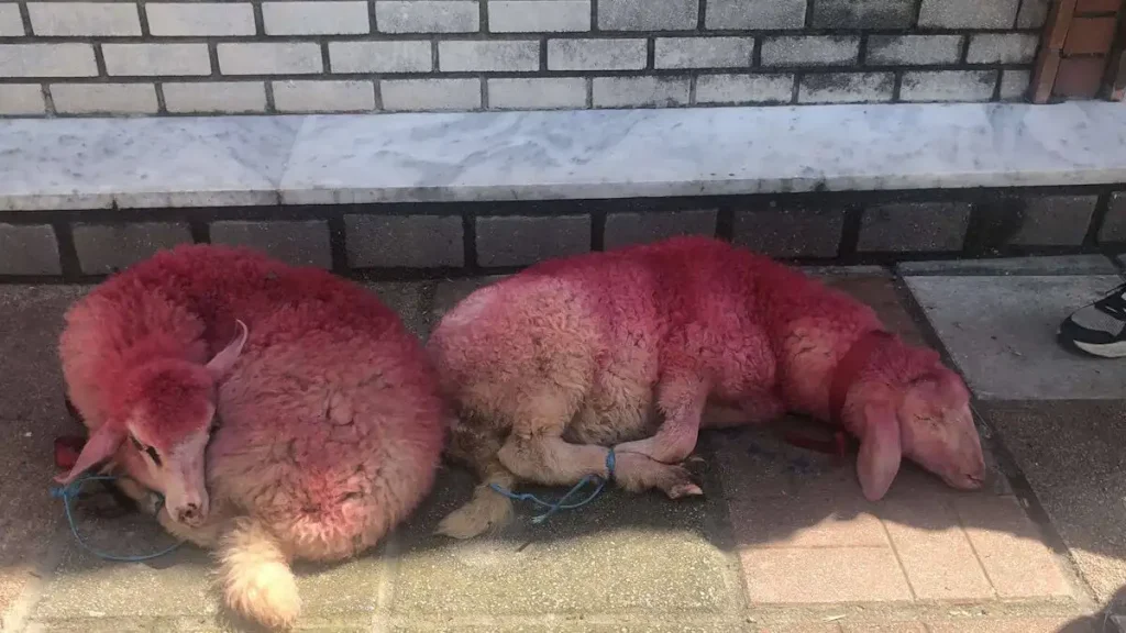 Κακοποίηση ζώων στη Θεσσαλονίκη: Έδεσαν πρόβατα από τα πόδια και τα έβαψαν κόκκινα (φώτο)