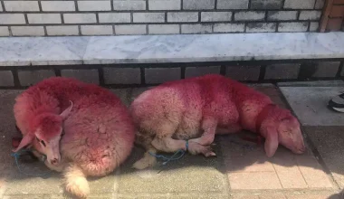 Κακοποίηση ζώων στη Θεσσαλονίκη: Έδεσαν πρόβατα από τα πόδια και τα έβαψαν κόκκινα (φώτο)