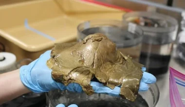 «Λύθηκε» το μυστήριο του «χρυσού αυγού» που εντοπίστηκε στα βάθη ωκεανού: Tι είναι τελικά;