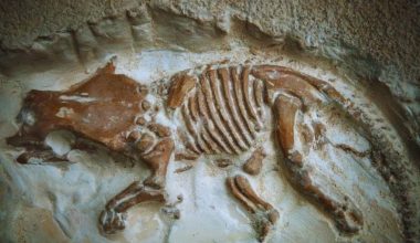 Τι συμβαίνει με αυτά τα μικροσκοπικά απολιθώματα δεινοσαύρου; – Γιατί έκαναν λάθος οι επιστήμονες;