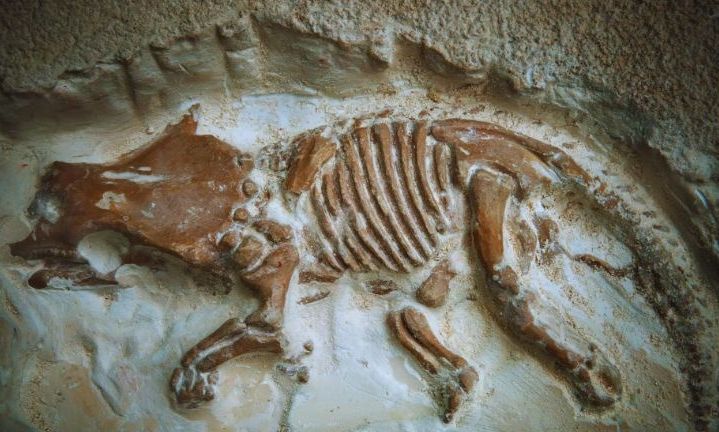 Τι συμβαίνει με αυτά τα μικροσκοπικά απολιθώματα δεινοσαύρου; – Γιατί έκαναν λάθος οι επιστήμονες;