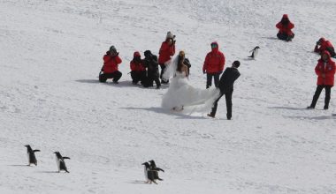 Πήγαν στην Ανταρκτική για δουλειά – 12 χρόνια μετά επέστρεψαν για να παντρευτούν και «άφησαν» εποχή (βίντεο)